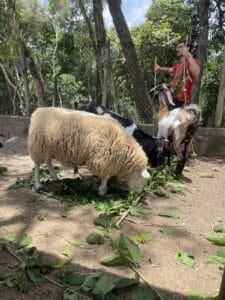 1. Ovelha, cabras e homem alimentando animais na fazenda ao ar livre.